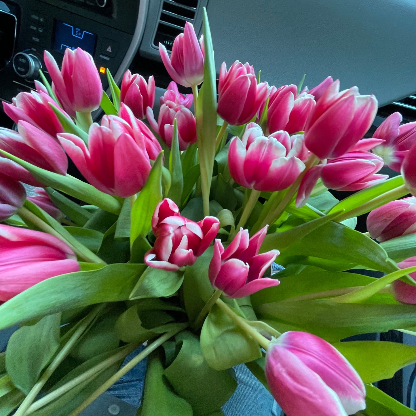 Tulips