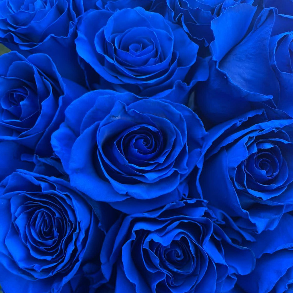 100 Rose Blu